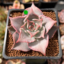Echeveria 'Madiba' 1"-2" Succulent Plant