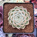 Echeveria 'Pnotina' 2"-3" Air Magic Hybrid Succulent Plant