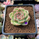 Echeveria 'Malgan' 1" Succulent Plant