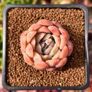 Echeveria 'Bonasara' 1" Succulent Plant