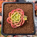 Sedeveria 'Letiza' Variegated 2" Succulent Plant