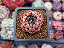 Echeveria Agavoides 'Black tip' 1" Small Succulent Plant