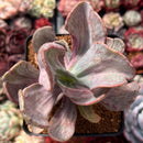Pachyveria 'Jocelyns Joy' Variegated 3" Succulent Plant