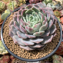 Echeveria 'Helena' Hybrid 5' Large Powdery Succulent Plant