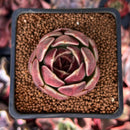 Echeveria 'Fushike' Round Leaf 2" Succulent Plant