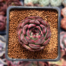 Echeveria 'Black Smoke' 1" New Hybrid Succulent Plant