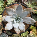 Echeveria 'White Lotus' 4" Powdery Succulent Plant