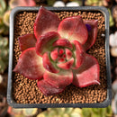 Echeveria Agavoides 'Amestro' 2" Succulent Plant