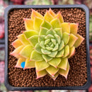 Echeveria Agavoides 'Francesca' Variegated 1"-2" Succulent Plant