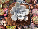 Echeveria 'Tiramisu' 2" Powdery Succulent Plant