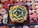 Echeveria 'Butterfly Dot' Variegated 2” Succulent Plant