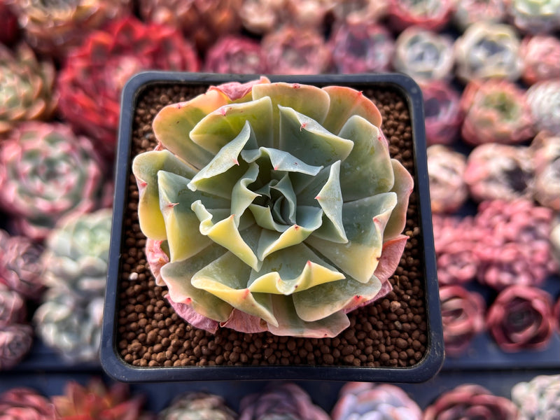 succulent with dots Echeveria 'Butterfly Dot' Variegated 2” Succulent Plant – True Succulents  Plant Co