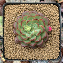 Echeveria 'Pink Top' 3" Succulent Plant