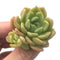 Echeveria 'Dentra' 2" Rare Succulent Plant