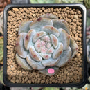 Echeveria 'Orange Monroe' 2" Succulent Plant
