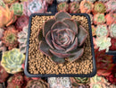 Echeveria 'Renoir' 2" Succulent Plant