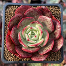 Echeveria 'Pink Flora' 2" Succulent Plant