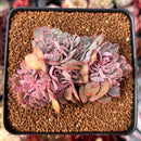 Echeveria 'Florence' Crested 2" Succulent Plant