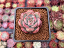 Echeveria 'Glam Pink' 1" Succulent Plant