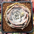Echeveria 'Lilacina' Mutated 2" Succulent Plant