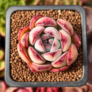 Echeveria 'Ice Call' 1" Succulent Plant