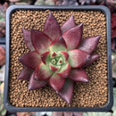 Echeveria Agavoides 'Concord' 1" Succulent Plant