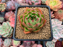 Echeveria Agavoides 'Mocha' 3" Succulent Plant