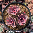 Echeveria 'Rainbow' Variegated Cluster 4" Succulent Plant