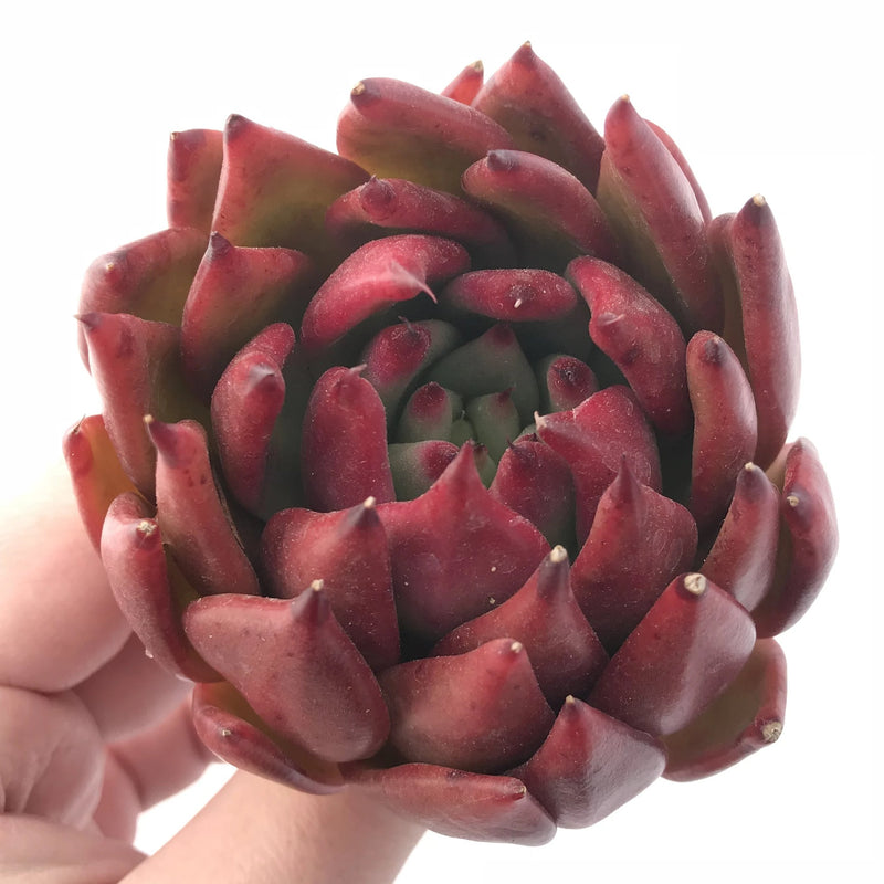 Echeveria Agavoides Frank Reinalt Superclone 4” Rare Succulent Plant