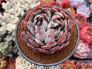 Echeveria 'Starmark' 4" Succulent Plant