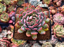 Echeveria 'Blue Laz' 2"-3" Succulent Plant