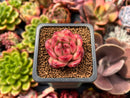 Echeveria Agavoides 'Tim' 1" Succulent Plant