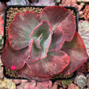 Echeveria 'Kattelra' Variegated 4" Rare Succulent Plant