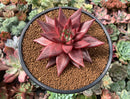 Echeveria Agavoides 'Sirus' 3" Succulent Plant