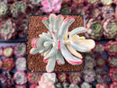 Cotyledon 'Orbiculata' Variegated 3" Succulent Plant