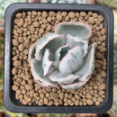 Echeveria 'Berkley Light' Variegated 1” Small Succulent Plant