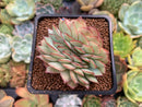Echeveria 'Esther' Crested 2"-3" Succulent Plant