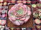 Echeveria 'Lovely' 2"-3" Succulent Plant