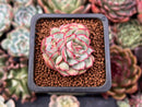 Echeveria 'Esther' Variegated/Mutated 1" Succulent Plant