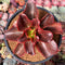 Echeveria 'Pappys Rose' 4" Selected Clone Succulent Plant