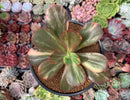 Echeveria 'Primadonna' Variegated 4" Succulent Plant