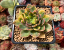 Echeveria 'Bob Jolly' Variegated 3" Succulent Plant