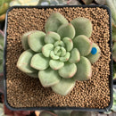 Echeveria 'Rose Bay' 3" Succulent Plant
