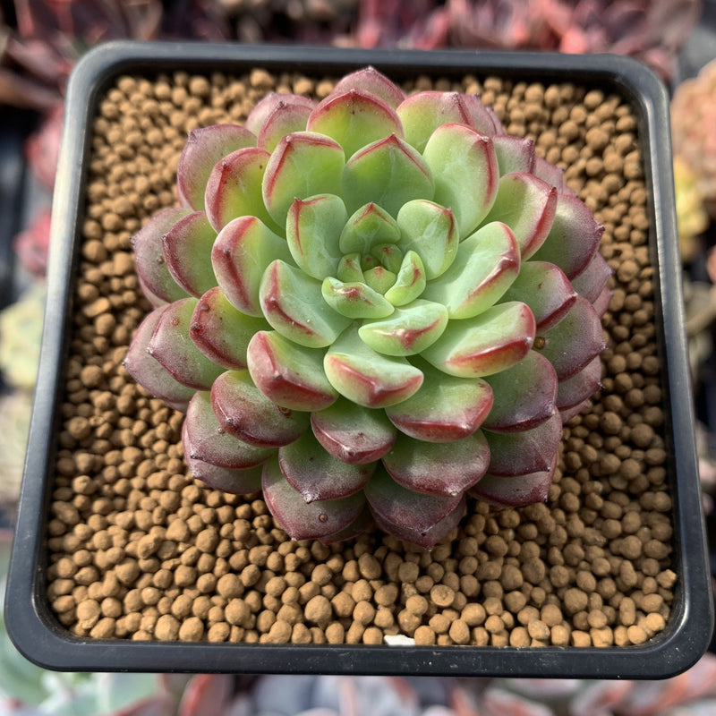 top heavy succulents Echeveria 'Red Top' 3" Succulent Plant – True Succulents Plant Co