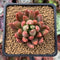 Pachyphytum Compactum 'Pink Glaucum' 2" Succulent Plant