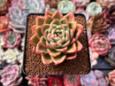 Echeveria Agavoides sp. 3" Succulent Plant