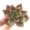 Echeveria Agavoides 'Padma' 4" Succulent Plant