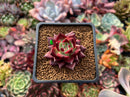 Echeveria Agavoides 'Concord' 1" Succulent Plant