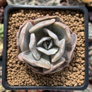 Echeveria 'Lilacina' Mutated 2" Succulent Plant