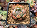 Echeveria 'Star Mark' 2" Succulent Plant